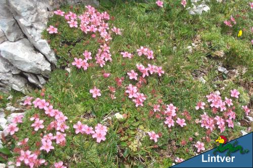 Potentilla